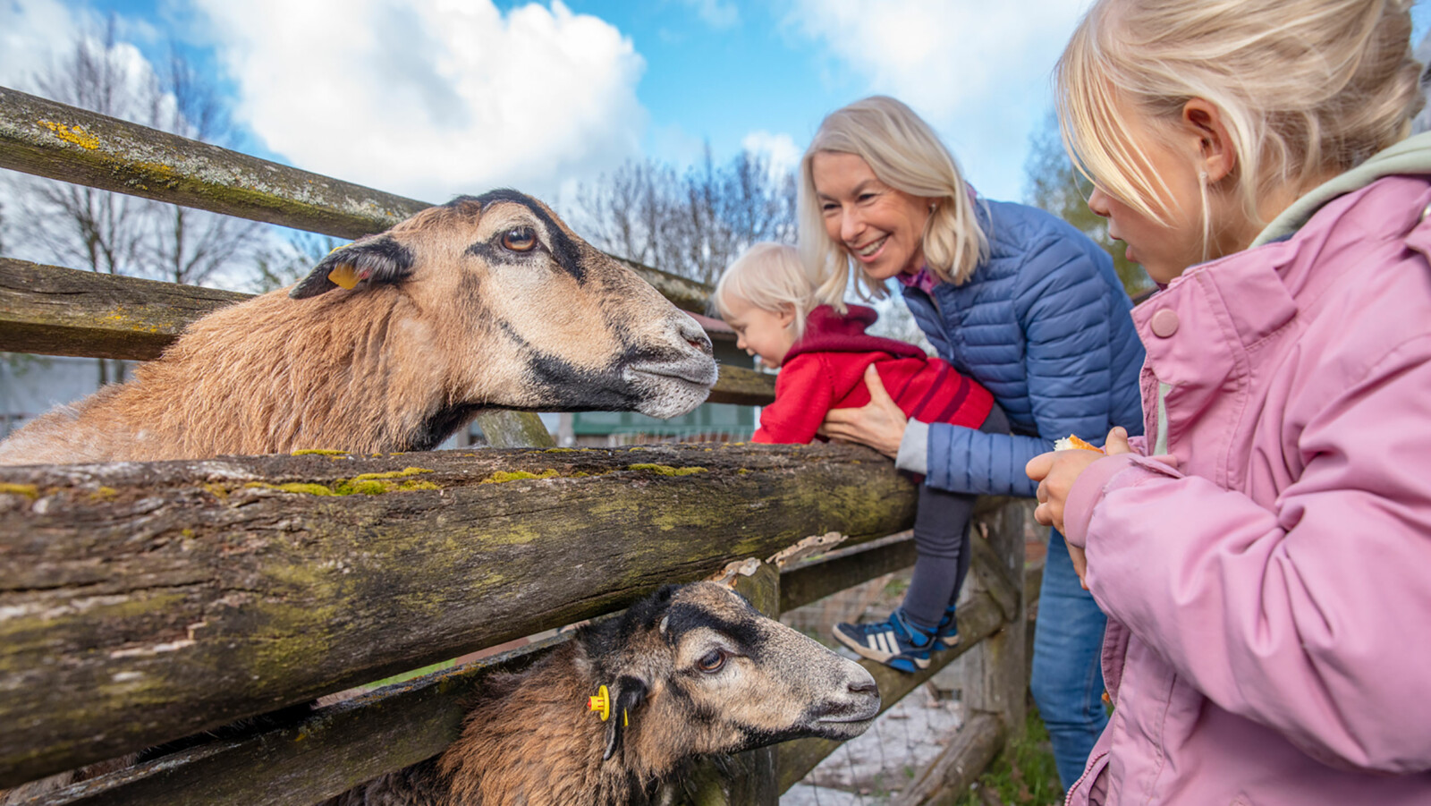 Familie streichelt und füttert die Schafe im Streichelzoo im Familienurlaub am Fleesensee